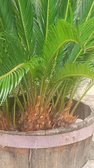 Planta Fiteiro e planta Sika