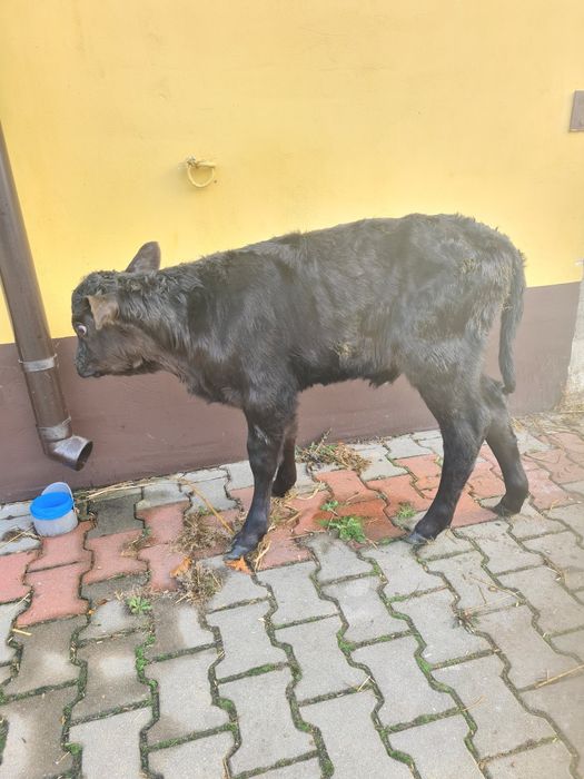 Jałóweczka LM ze zdjęć