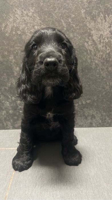 Cocker Spaniel femea 2 meses