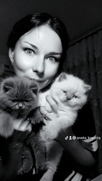 Шотландские  котята классные