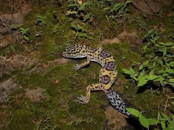Podłoże Bioaktywne dla Gekona Lamparciego 5l