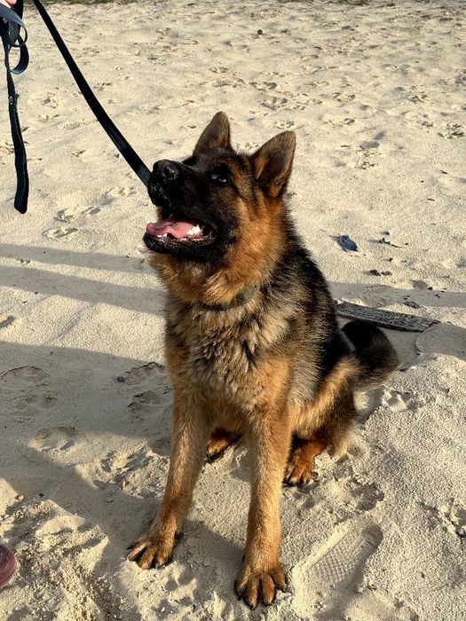 В'язка німецька вівчарка  КСУ документи