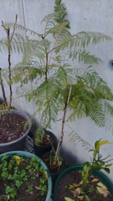 Jarancadá  para jardim