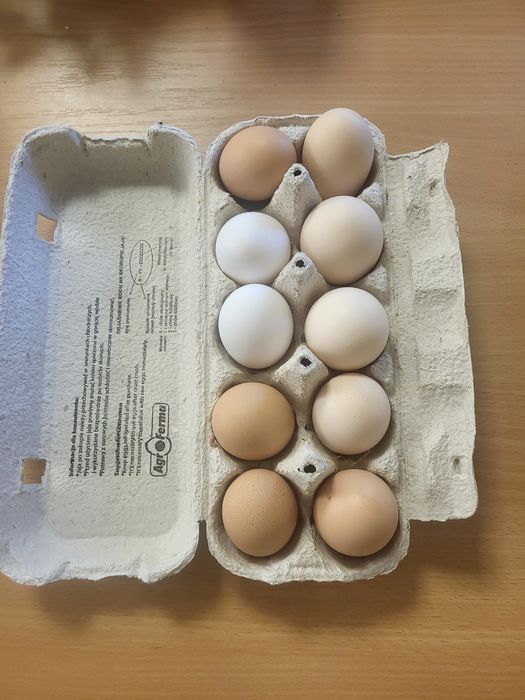 Jaja konsumpcyjne od kur z wolnego wybiegu