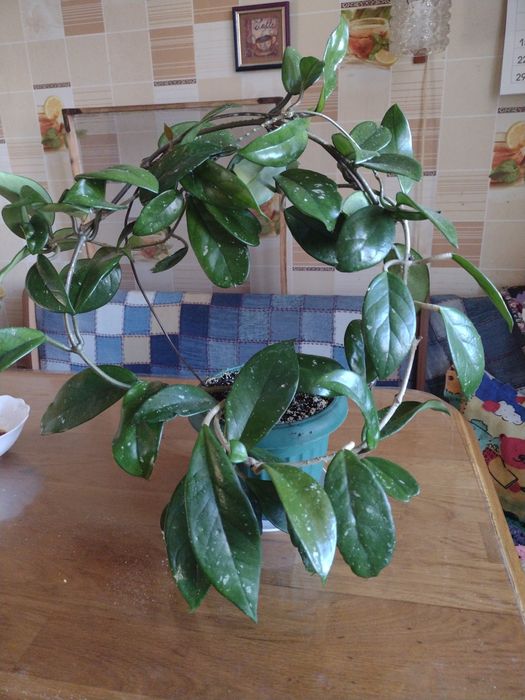 Комнатные  цветы