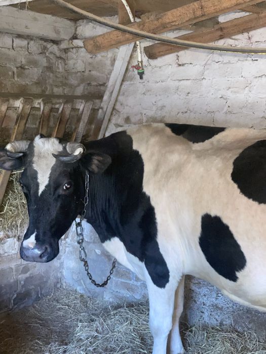 Продам хорошу дійну корову