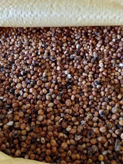 proso sprzedam, ok 10 ton