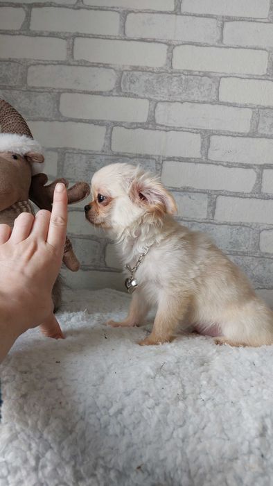 довгошерсті Чихуахуа Хлопчики з документами КСУ/FCI