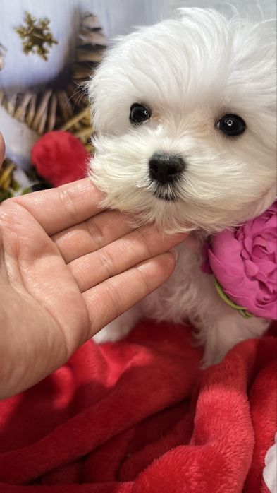 Мальтійська болонка VoliX — шоу-клас, корейський тип, babyface