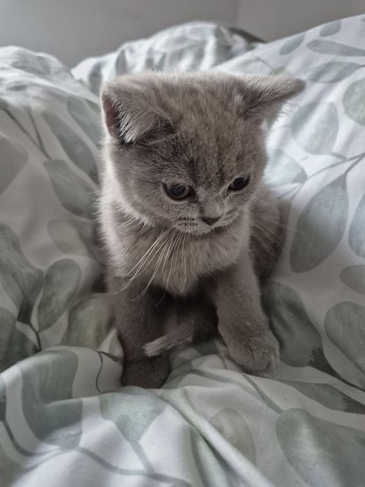 Kocurek Brytyjczyk  Liliowy.