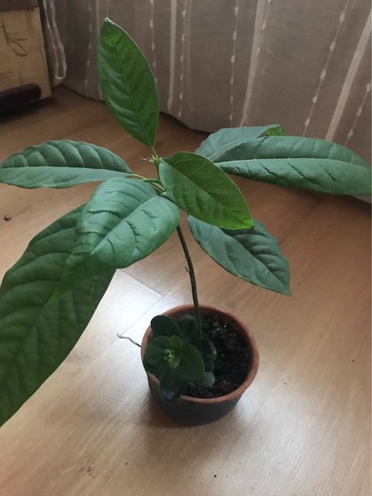 Квіти кімнатні  у горшику