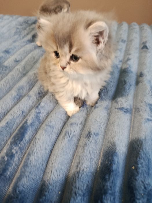 Дівчинка шикарна