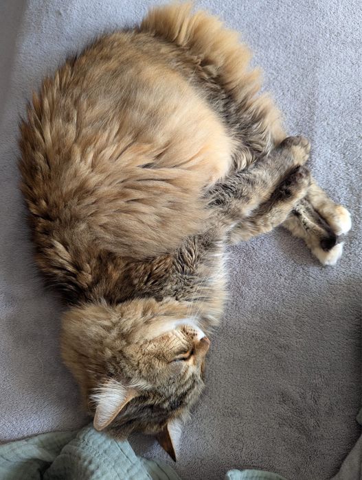 Catsitter Lisboa