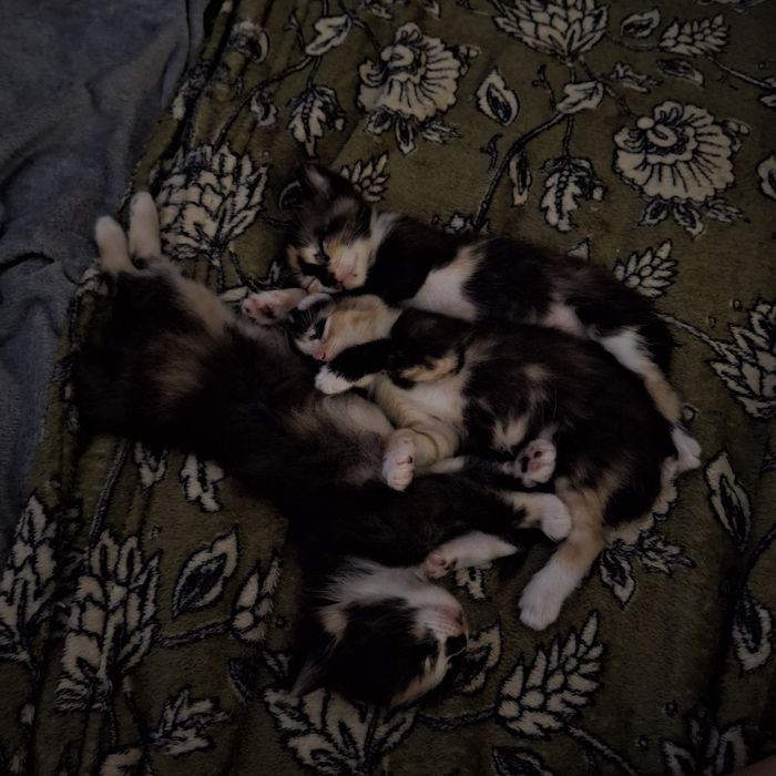 Котята трехцветные