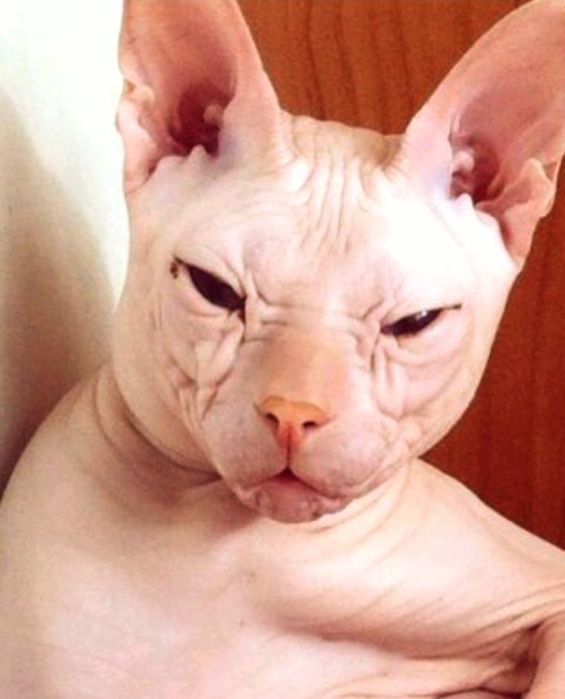 Котодетки сфинксята