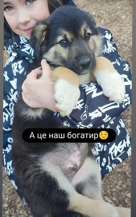 Цуценята три хлопа три дівчини