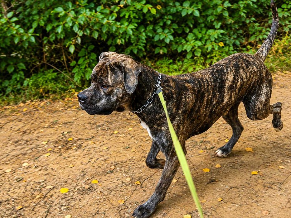 Pies w typie cane corso