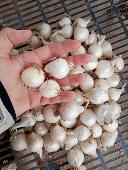 Цибуля-сівок. Тиканка.