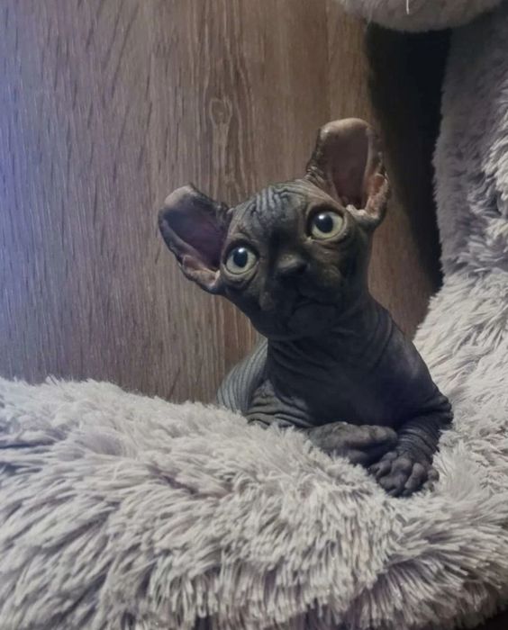 Шикарные эльфы и канадцы