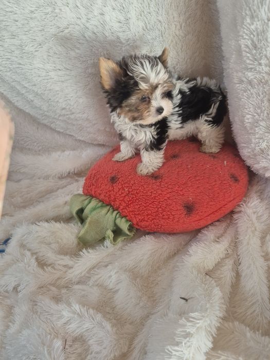 Biewer Terrier Fêmea Mini Criadora Registada PT3088FL