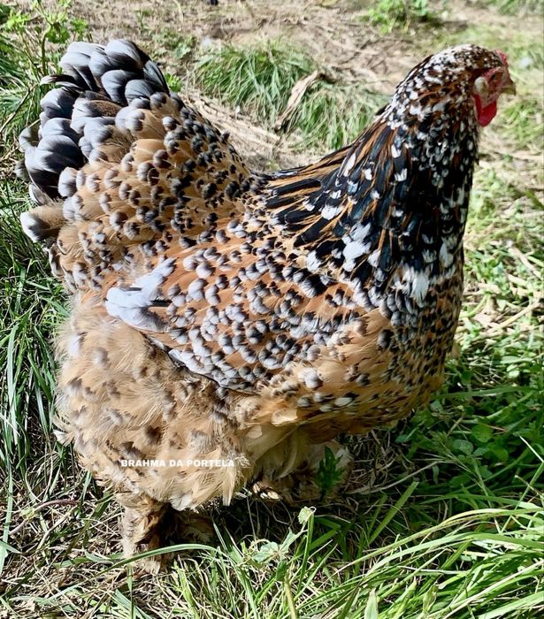 BRAHMA MIL FLORES ( OVOS )