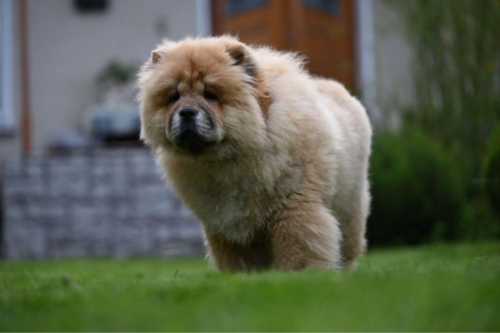 Шикарна дівчинка