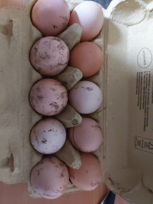 Swieże jajka wiejskie