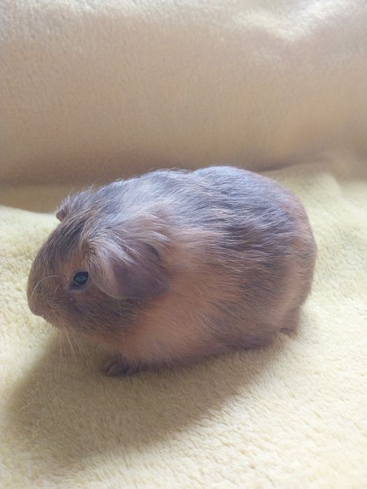 Świnka morska-samczyk.