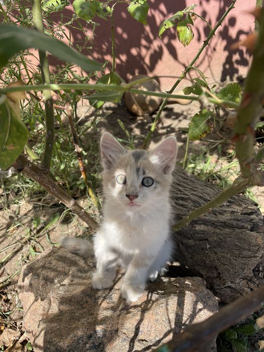 Отдам бесплатно котят