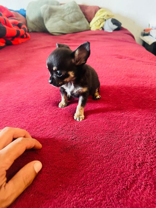 Chihuahua fêmea