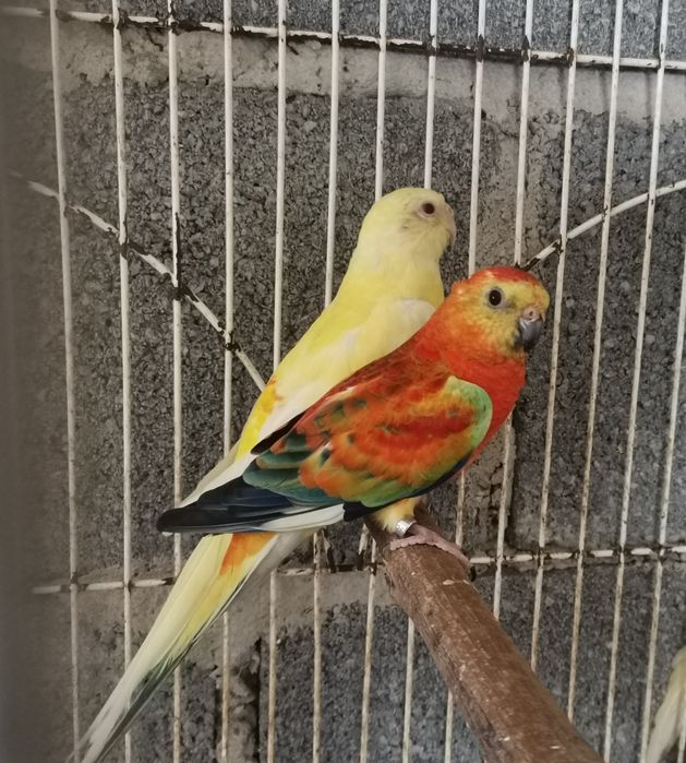 Casal de Red rump laranja