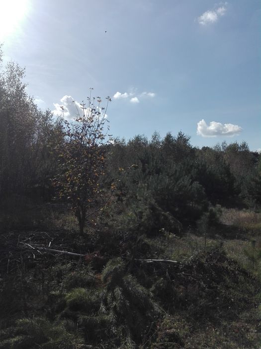 Oddam za darmo drzewa do wycinki