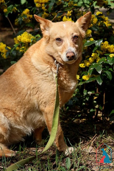 Maja 59/24 - SZUKA DOMU!