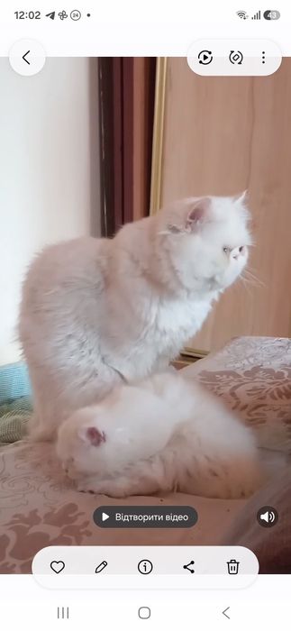 В'язка  персицьких котів