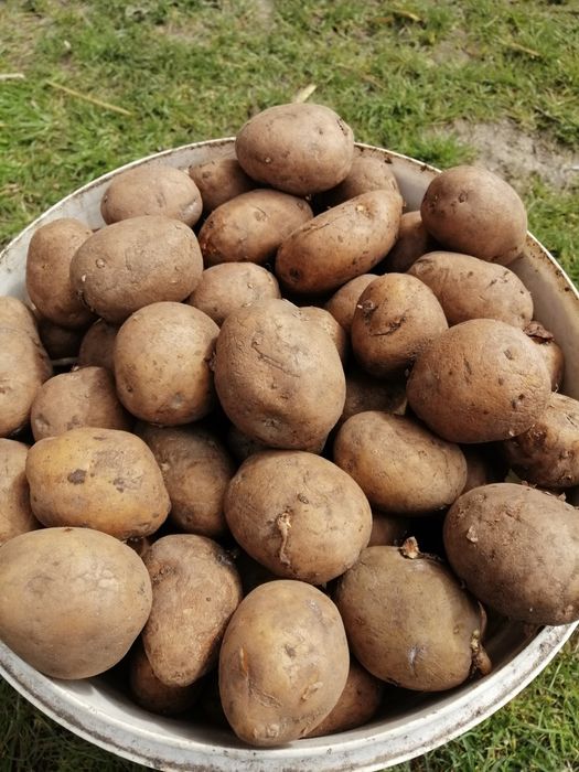 Ziemniaki LORD wielkość sadzeniaka