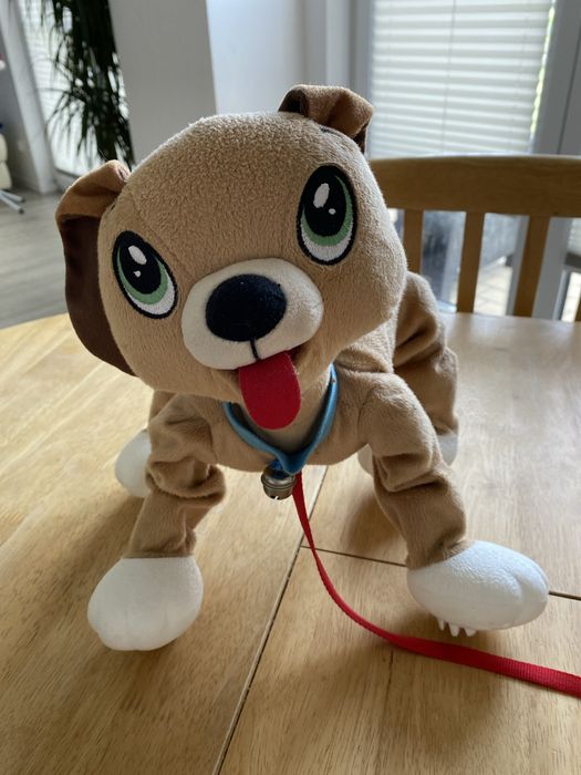 Piesek Boogie do wyprowadzania