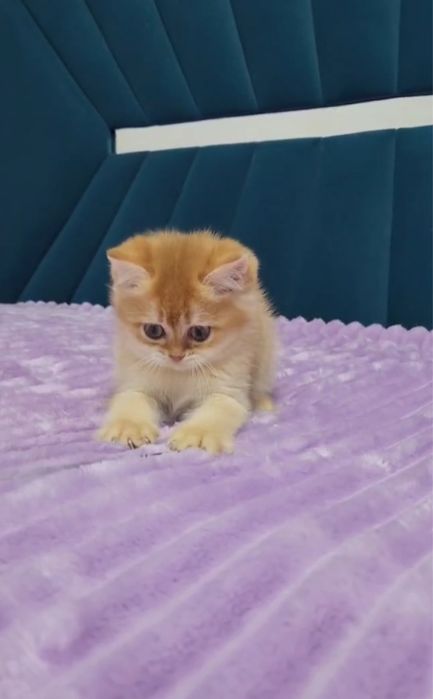 Кошеня золота шиншила дівчинка