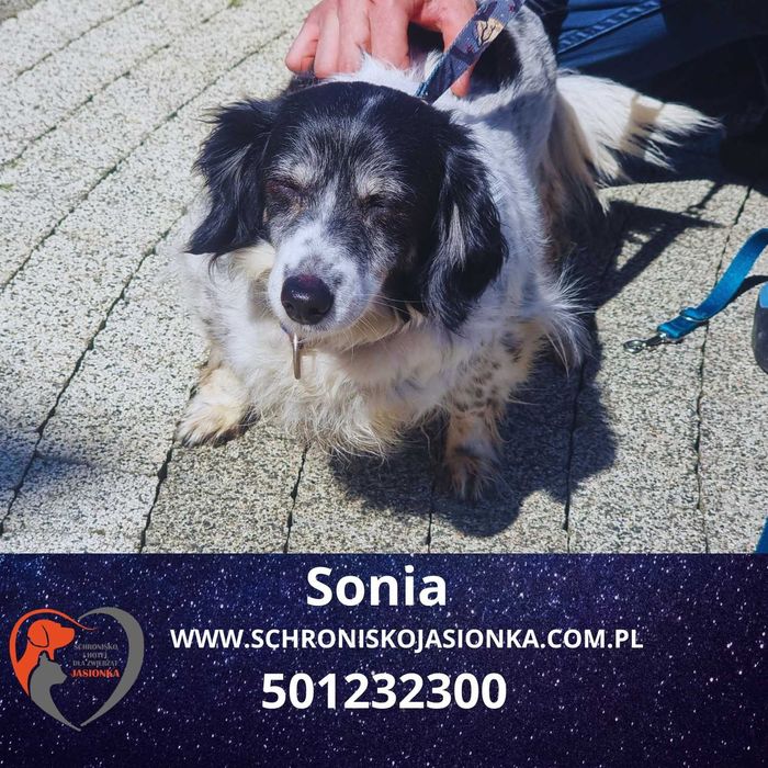 SONIA do adopcji – Schronisko Jasionka