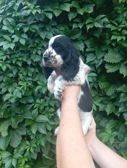 Suczka Cocker spaniel angielski
