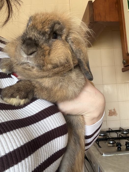 Adopção de coelho belier