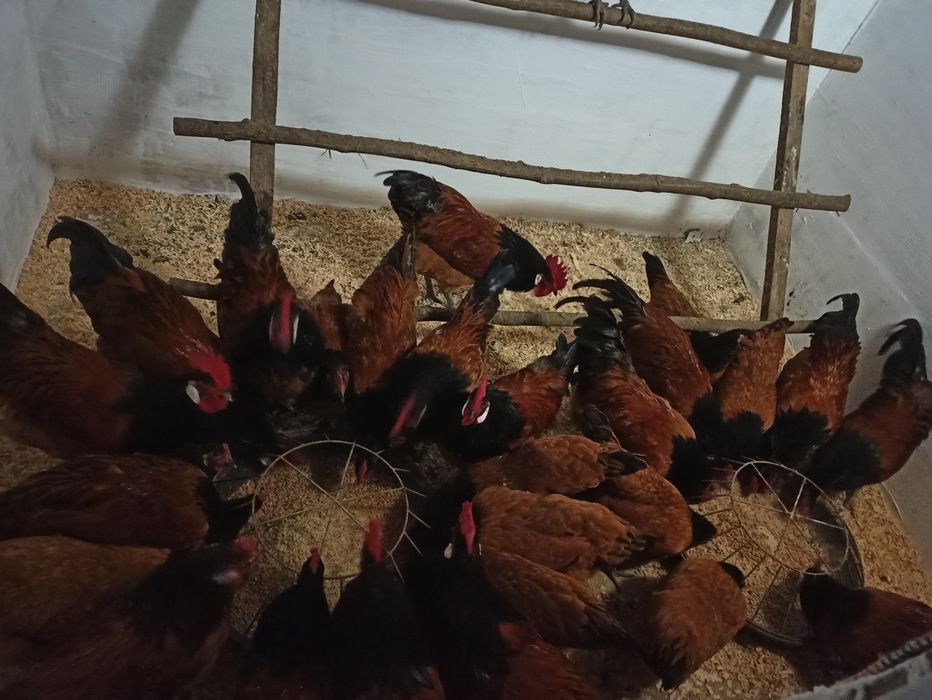 Молоді півні породи форверк!