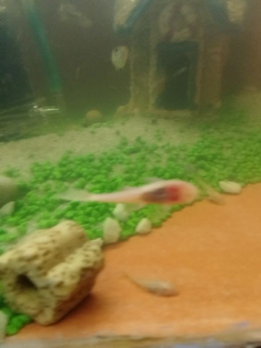Ancistrus albinos 2.00