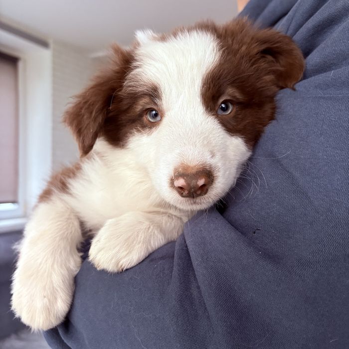Border collie suczka Greta gotowa do odbioru