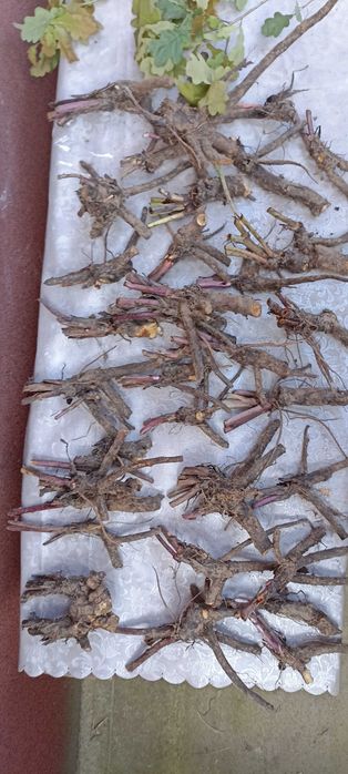 Продам рослину Живокіст