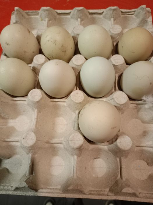 Jajka lęgowe czubatki staropolskiej trójbarwnej