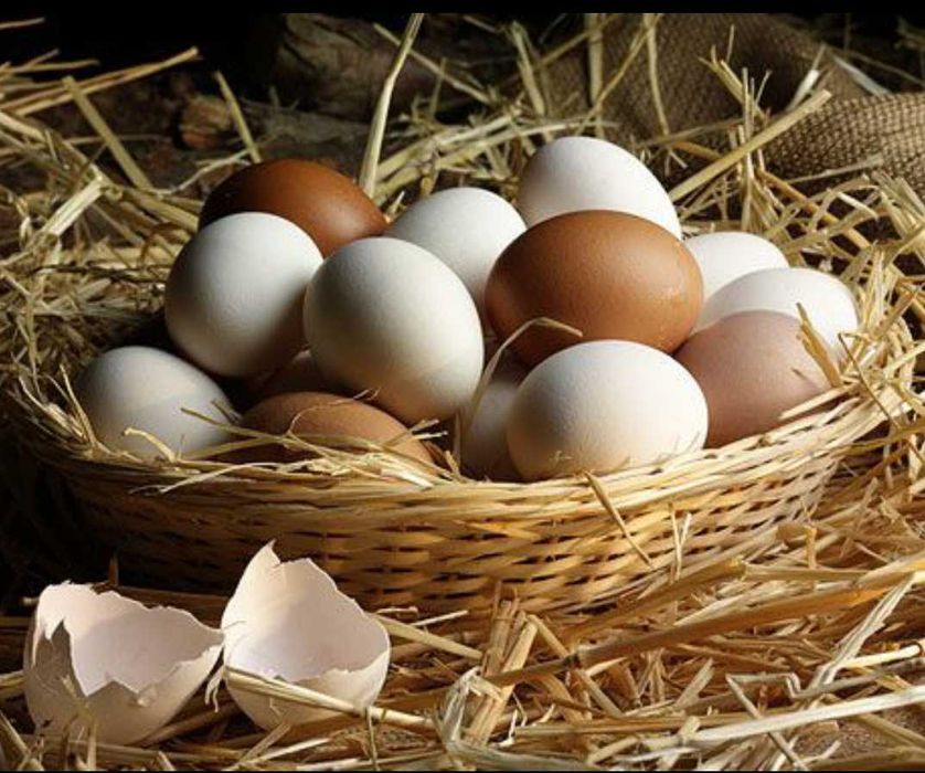 Ovos Caseiros de galinhas, patos e perus.