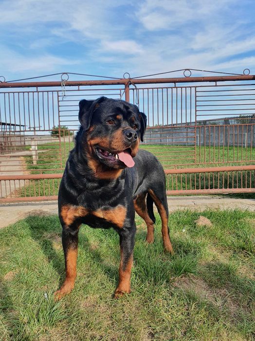 Suczka Rottweiler FCI ZKwP