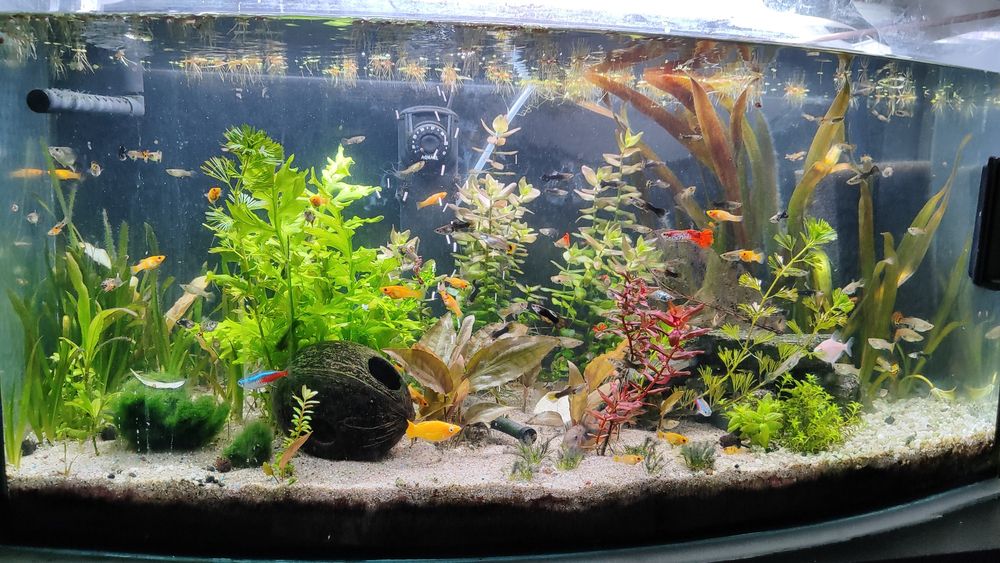 Sprzedam nadmiar małych rybek z własnego akwarium