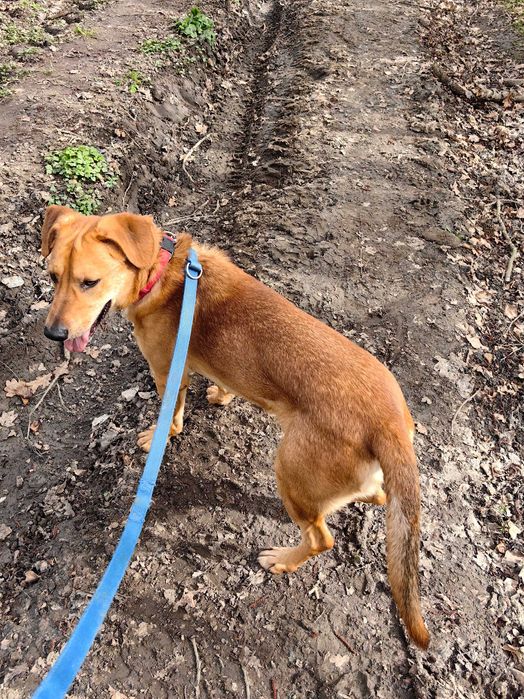 Skipper - mix labradora i owczarka niemieckiego