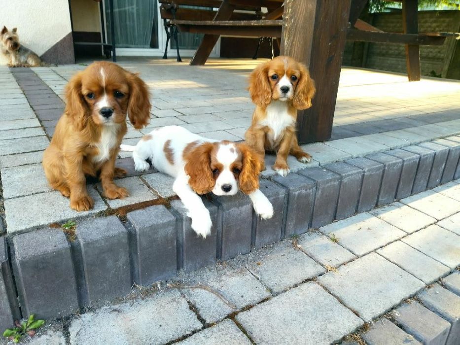 Cavalier King Charles Spaniel